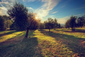 Ferramentas para a poda das oliveiras